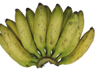 Banana Diversity- Hands