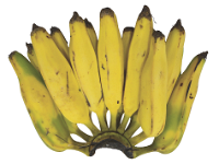 Pacha Bontha Batheesa