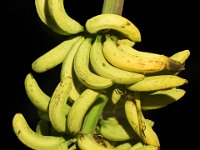 Anaikomban  Dessert banana. Resistant to root-lesion nematode. Suitable for cultivation at higher altitudes. Utilized in banana breeding program for nematode resistance and better fruit quality.
