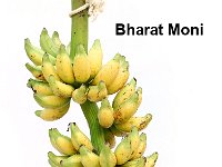 Bharatmoni  Synonyms – Thella Chakkarakeli, Rajavazhai.  Fruits have sweet, orange yellow pulp with pleasant aroma and rich in carotenoids (Pro vitamin A).  Synonyms – Thella Chakkarakeli, Rajavazhai.  Fruits have sweet, orange yellow pulp with pleasant aroma and rich in carotenoids (Pro vitamin A).