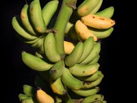 Ambeli  Dessert banana. Belongs to Rasthali group with tasty fruits.