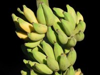Adekka Kunnan  Dessert banana. Fruits are persistent and resistant to shattering at ripeness. Immune to leaf spot disease. Used in breeding program as female parent. Suitable for making banana powder / flour.