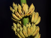 Karpooravalli 1  Synonyms: Thaen vaazhai, Kostha Bontha, Boodi bale, Kanthali, Boodida bukkisa, Banria  • Popular cultivar grown in Tamil Nadu, Andhra Pradesh, Bihar and North Eastern states of India.  • Crop duration is 14 months.  • Average bunch weight is 25 Kg with 12 hands / 185 fruits per bunch.  • Fruits are slightly ash coated and have long shelf life, suitable for long distance transportation.  • Pulp is sweet, suitable for making value added products.  • Susceptible to Fusarium wilt disease and tolerant to leafspot disease and drought.