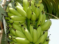 Malbhog - in planta  Synonyms: Silk, Mutheli, Malbhog, Martaman, Karkandu vaazhai, Amruthpani, Rasabale  • It is commercially cultivated in Tamil Nadu, Andhra Pradesh, Kerala, Karnataka, Bihar, Assam and West Bengal.  • Crop duration is 14–15 months. • Average bunch weight is 15 Kg with 7-8 hands / 80-90 fruits per bunch.  • Tasty fruits with thin peel and apple flavor.  • Fruits detach easily upon maturity.  • Susceptible to Fusarium wilt and leafspot diseases.