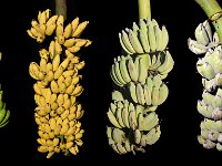 Ruling Commercial Cultivars of India