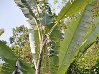 Musa nagensium (1)