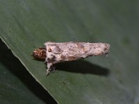 kophene-larva2  Banana bagworm