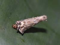 kophene-larva4  Banana bagworm