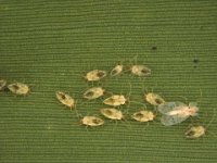 image0021  Lacewing bug colony on banana leaf