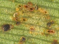 lacewingbug-eggs  Eggs of lacewing bug