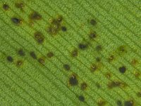 lwbeggs  Eggs of lacewing bug covered by faecal matter