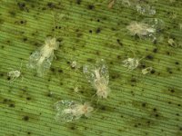 saet  Lacewing adults on banana leaf