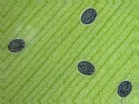 sss  Banana whitefly, Aleurolobus musae