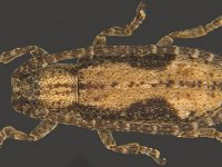 Cerambycid beetle, Ropica signata