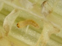 Sybra-larva (3)  Early stage larva