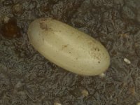 cosmo-egg  Egg of rhizome weevil