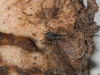 cosmo  Corm damaged by weevil