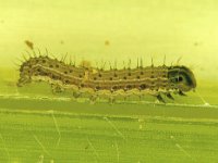 FAW-TN (3)  Fall armyworm on maize