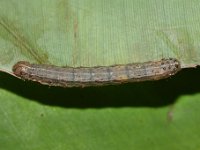 Fall armyworm, Spodoptera frugiperda