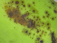 thrips-damage  Fruit scarring caused by thrips