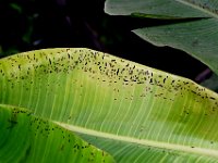 Banana fruit and leaf scarring beetles, Basilepta spp.