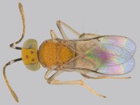 Gyranusoidea (2)  Gyranusoidea sp. is commonly found in association with Rastrococcus spp.  and keeps the pest in check.