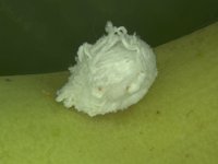 Rastrococcus-iceryoides (1)