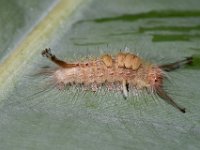 olene4  Larva feeding on banana leaf