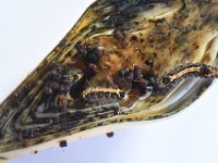 somena-on-banana (19)