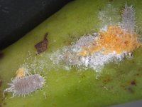 JBMealybug