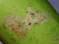 Helionothrips-on-fruit (4)