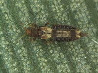 Banana leaf thrips, Helionothrips kadaliphilus