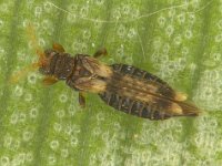helionothrips
