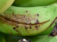 leaf-thrips-damage-1  Leaf thrips damage on fruit