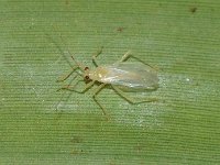Banana mirid bug, Prodromus clypeatus