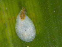 Montage (2)  Adult female