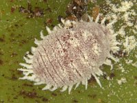 Dysmicoccus2  Dysmicoccus brevipes is a common pest of banana fruits.