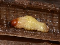 odoiporus-grub1  Mature larva of pseudostem weevil