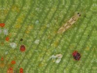 scolothrips (6)  Scolothrips rhagebianus, a predator of red mite