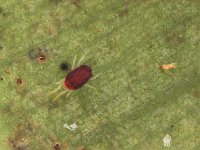 Red spider mites, Tetranychus spp