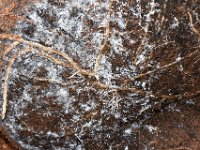 rootmealybug1  Root mealybug damage in banana