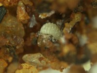 rhizoecus  Root mealybugs on banana