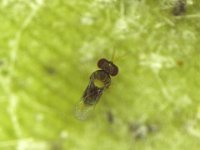 ddd  Encarsia guadeloupae, adult female