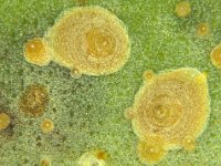Hemiberlesia3