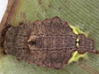 spatulifimbria-banana-(6)  Larva of Spatulifimbria sp. nr. grisea feeding on banana