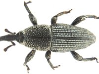 polytus-a  Adult of small banana weevil, Polytus mellerborgii