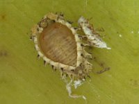 brumoid-p  Pupa of Brumoides suturalis on banana