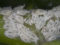image0121  Colony of solenpsis mealybug