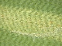 Montage  Mite feeding damage on banana leaf
