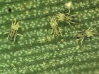 oligo1  Mites on banana leaf